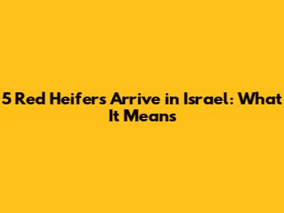 5 Red Heifers Arrive in Israel: What It Means