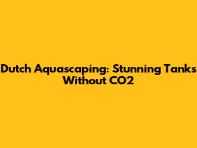 Dutch Aquascaping: Stunning Tanks Without CO2