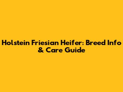 Holstein Friesian Heifer: Breed Info & Care Guide