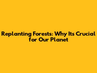 Replanting Forests: Why It's Crucial for Our Planet