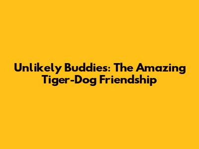 Unlikely Buddies: The Amazing Tiger-Dog Friendship