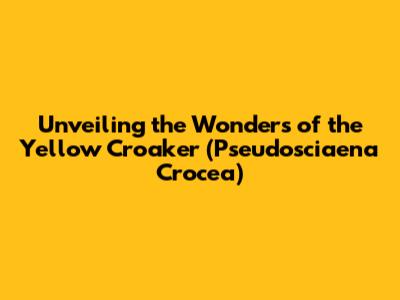 Unveiling the Wonders of the Yellow Croaker (Pseudosciaena Crocea)