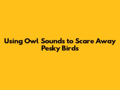 Using Owl Sounds to Scare Away Pesky Birds